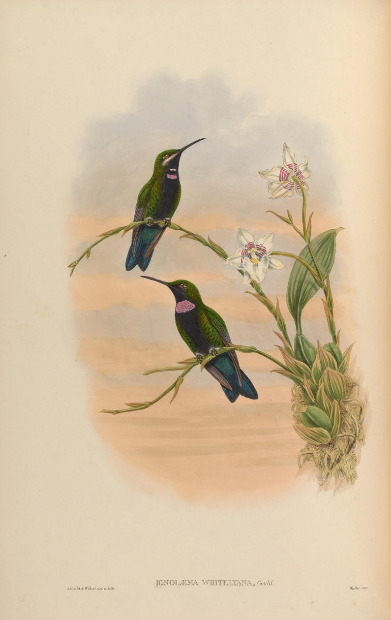 Ionolæma whitelyana = Heliodoxa schreibersii whitelyana autorstwa John Gould