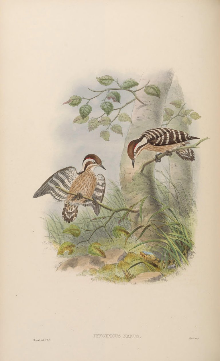 Iyngipicus nanus = Dendrocopos nanus autorstwa John Gould