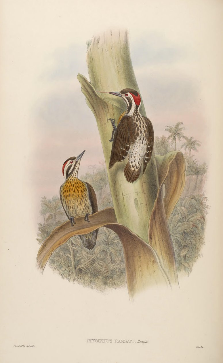 Iyngipicus ramsayi = Dendrocopos ramsayi ramsayi autorstwa John Gould