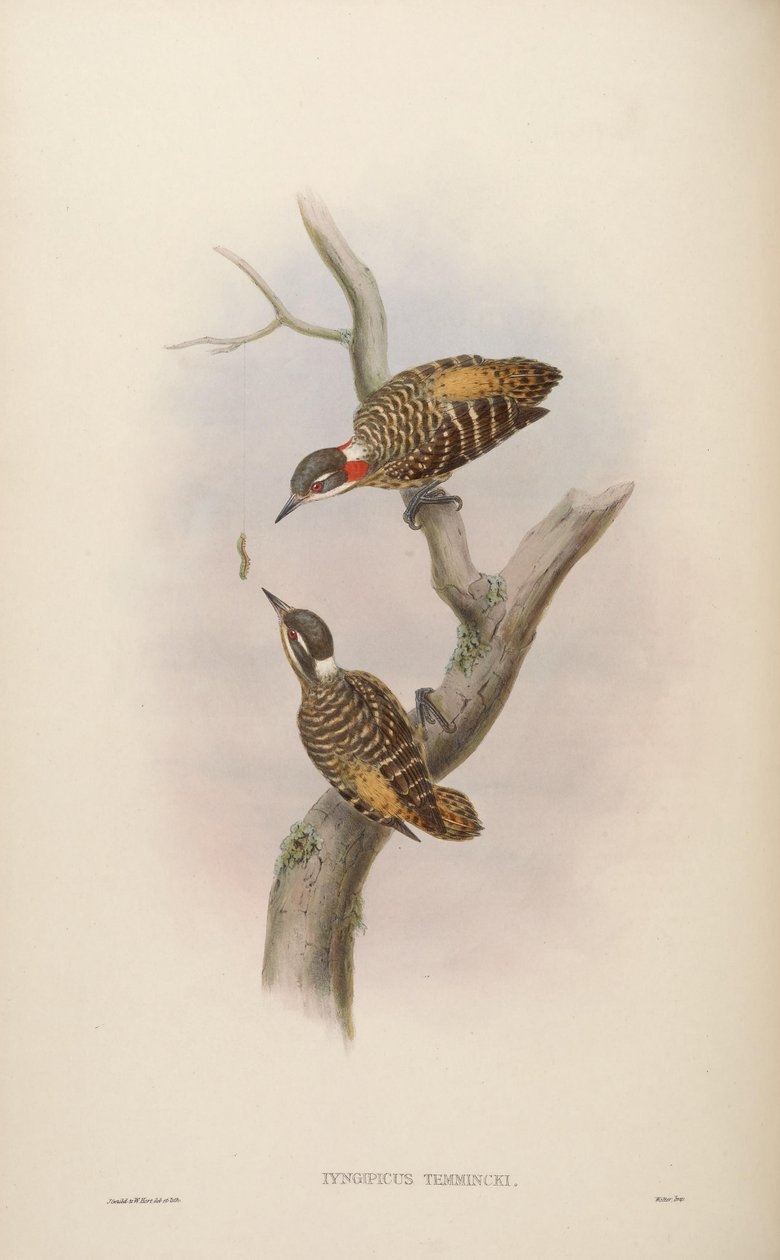 Iyngipicus temmincki = Dendrocopos temminckii [2] autorstwa John Gould