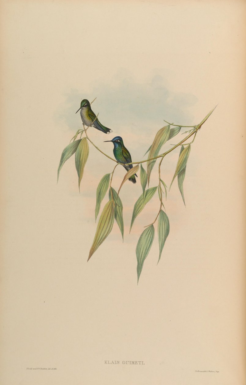 Klais guimeti autorstwa John Gould