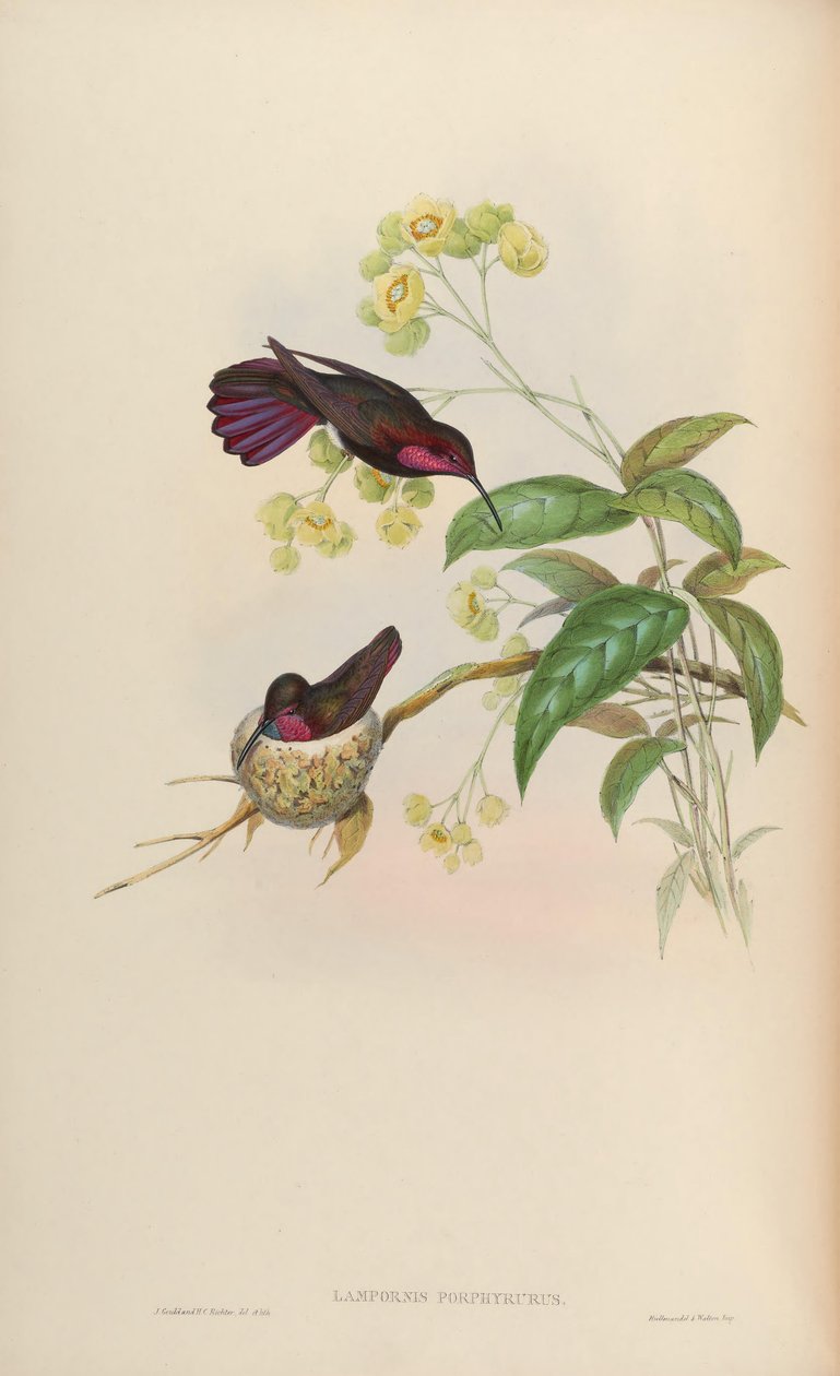 Lampornis porphyrurus = mango wąglikowe autorstwa John Gould