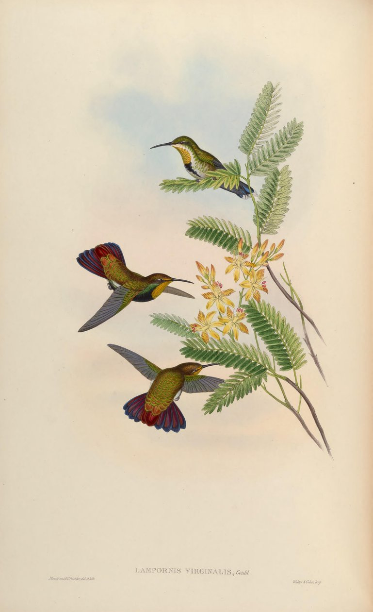 Lampornis virginalis = Anthracothorax dominicus aurulentus autorstwa John Gould