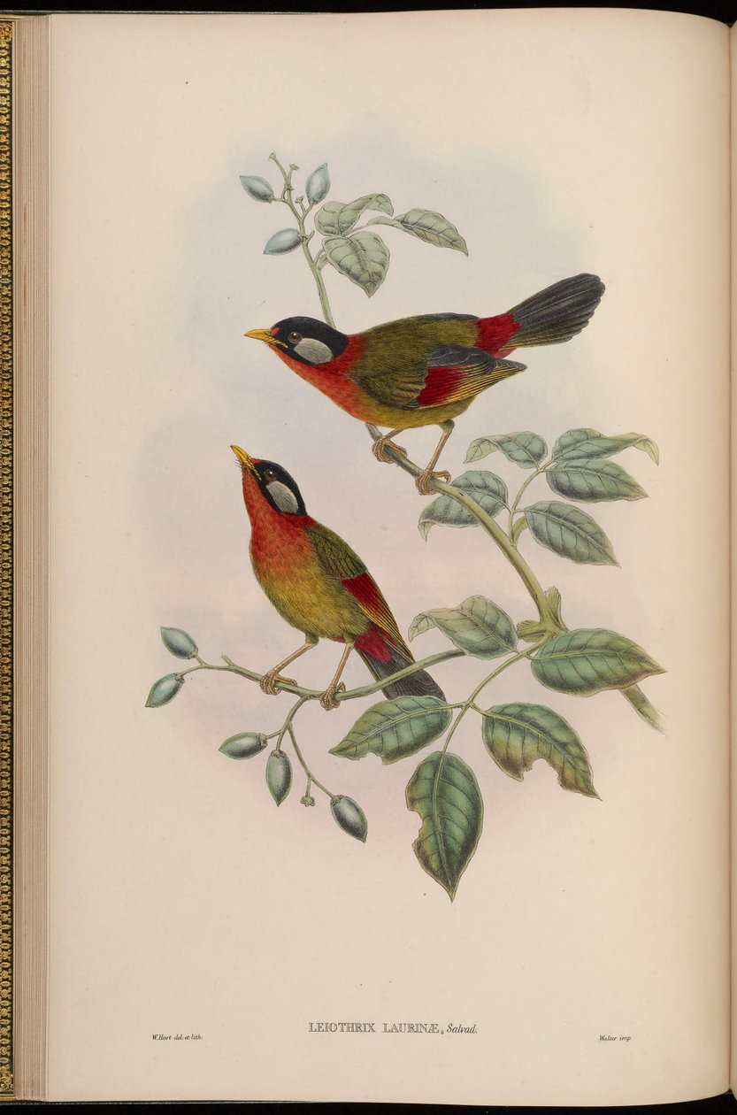 Leiothrix laurinae = Leiothrix argentauris laurinae autorstwa John Gould