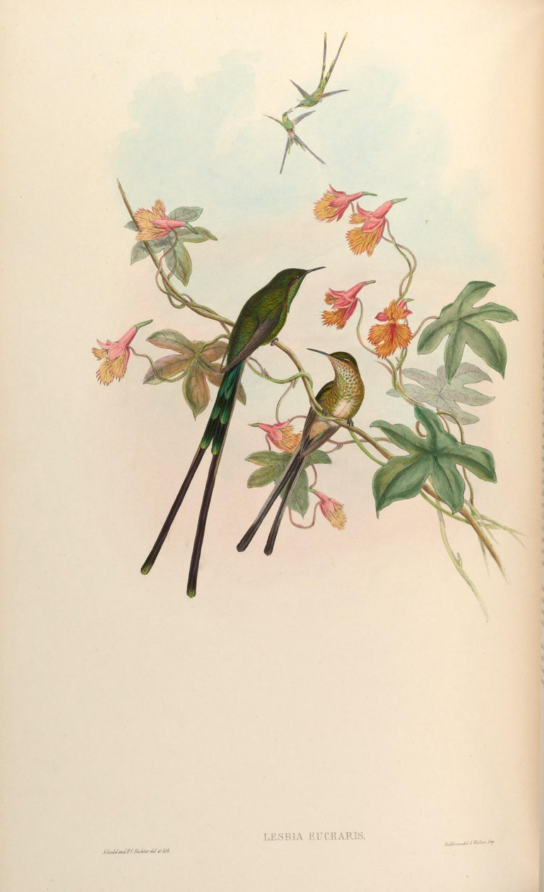 Lesbia eucharis = Lesbia victoriatoriae eucharis autorstwa John Gould
