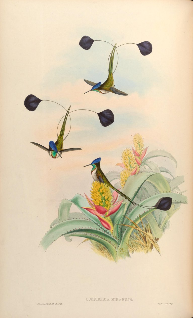 Loddigesia mirabilis autorstwa John Gould