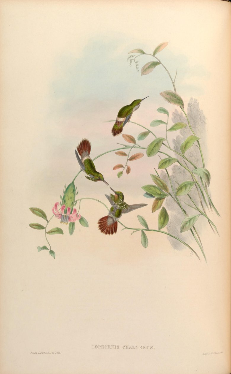 Lophornis chalybaeus autorstwa John Gould