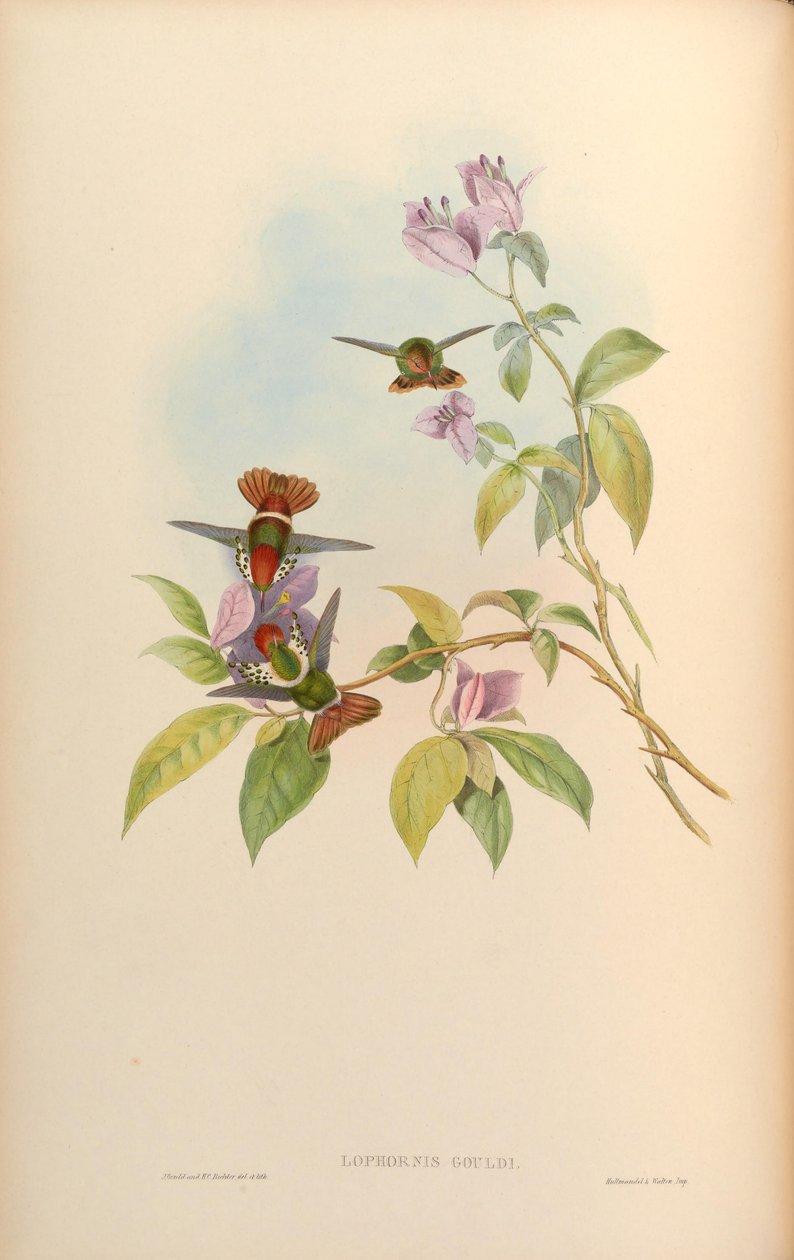 Lophornis gouldii autorstwa John Gould