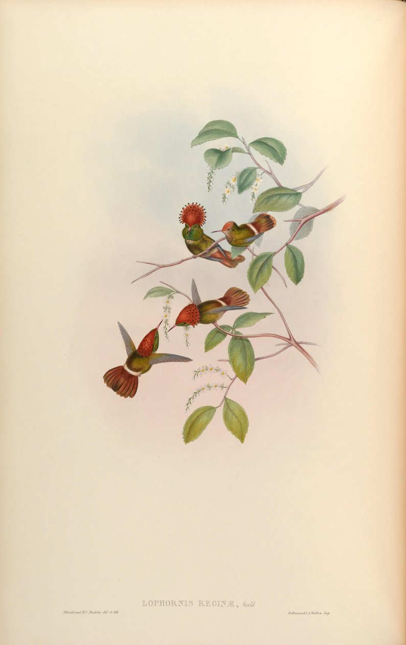 Królowa Lophornis = Lophornis stictolophus autorstwa John Gould