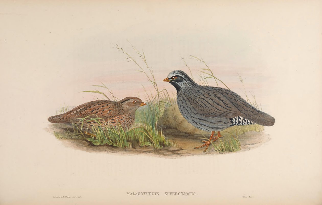 Malacoturnix superciliosus = Ophrysia superciliosa autorstwa John Gould
