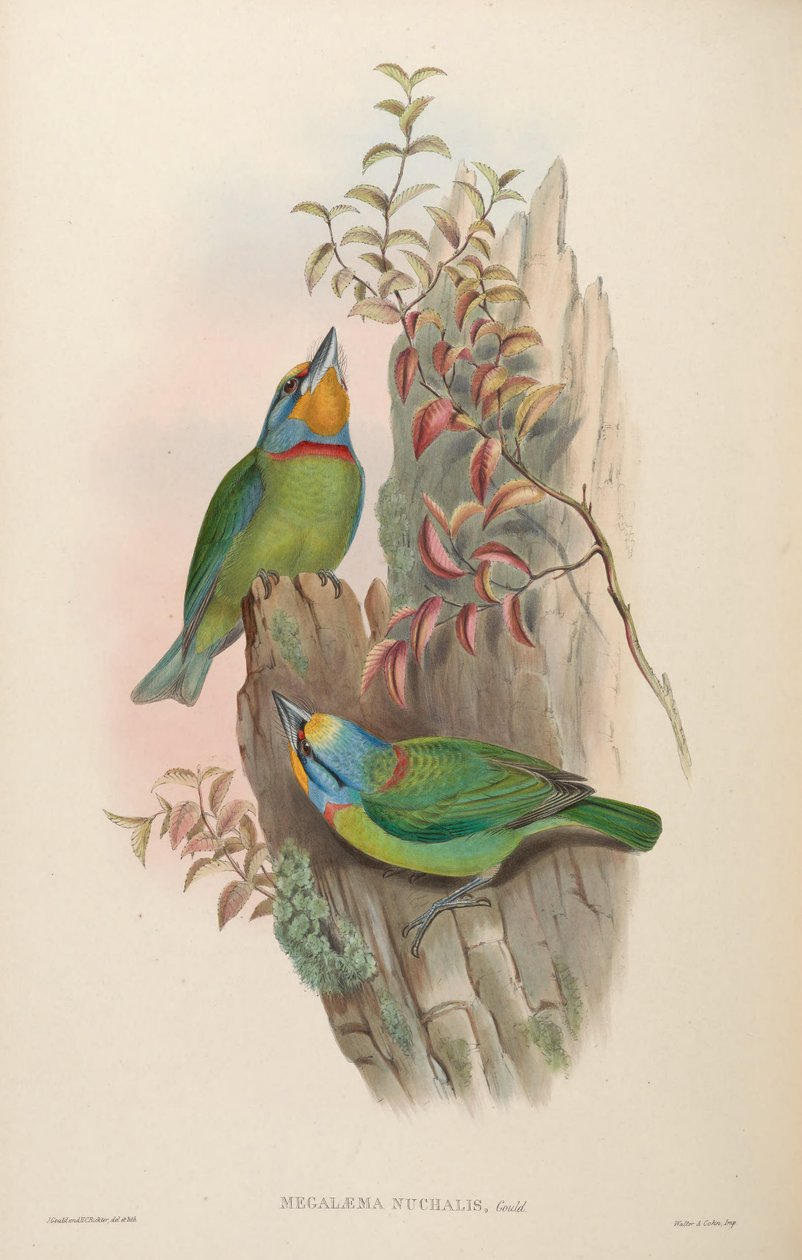Megalaema nuchalis = Megalaima nuchalis autorstwa John Gould