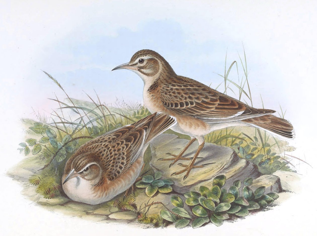 maksima melanokoryfy autorstwa John Gould