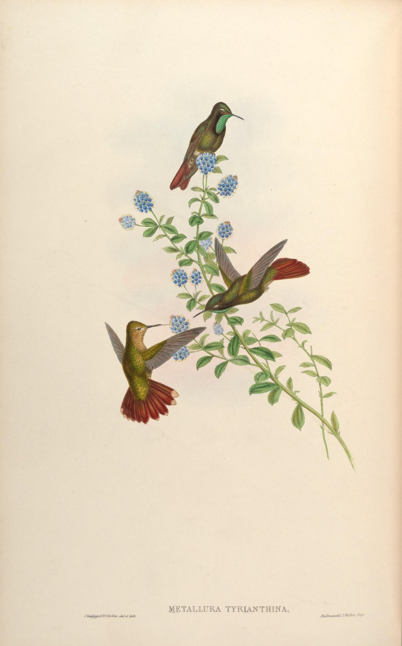 Metallura tyrianthina autorstwa John Gould
