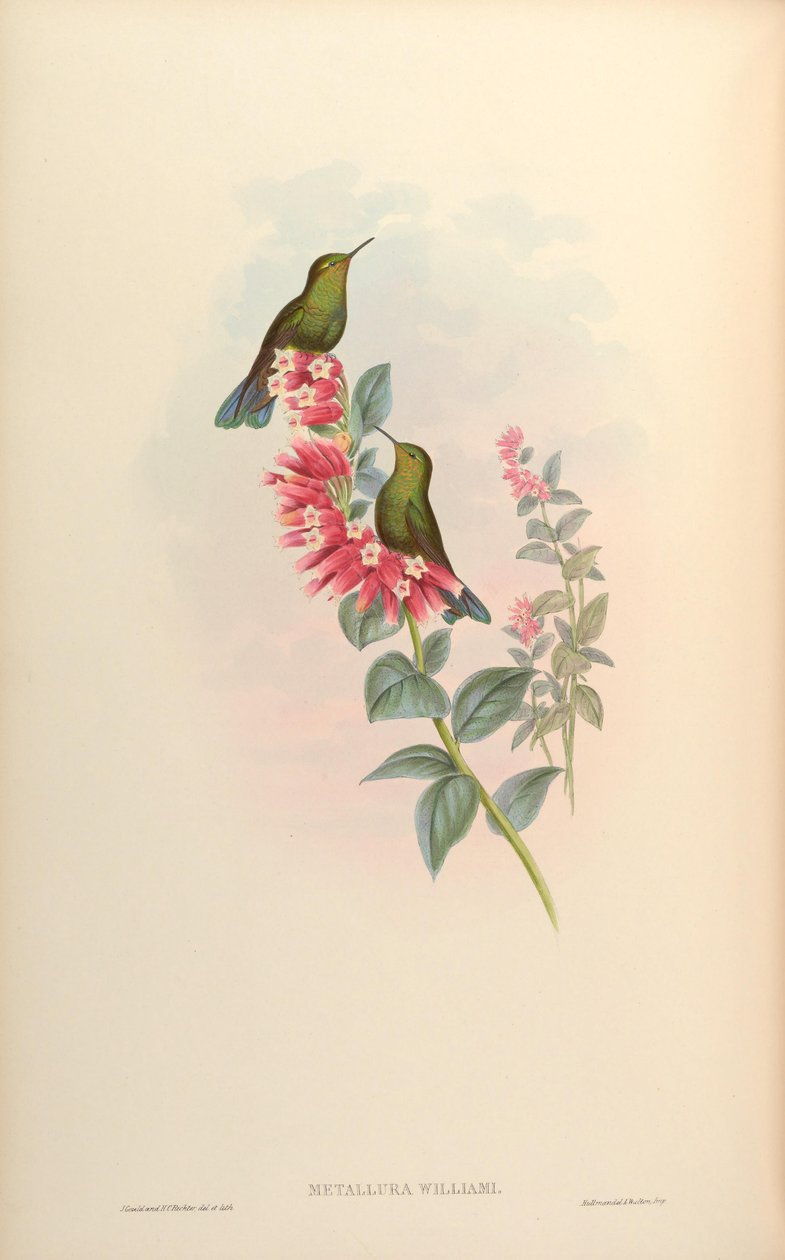 Metallura williami autorstwa John Gould
