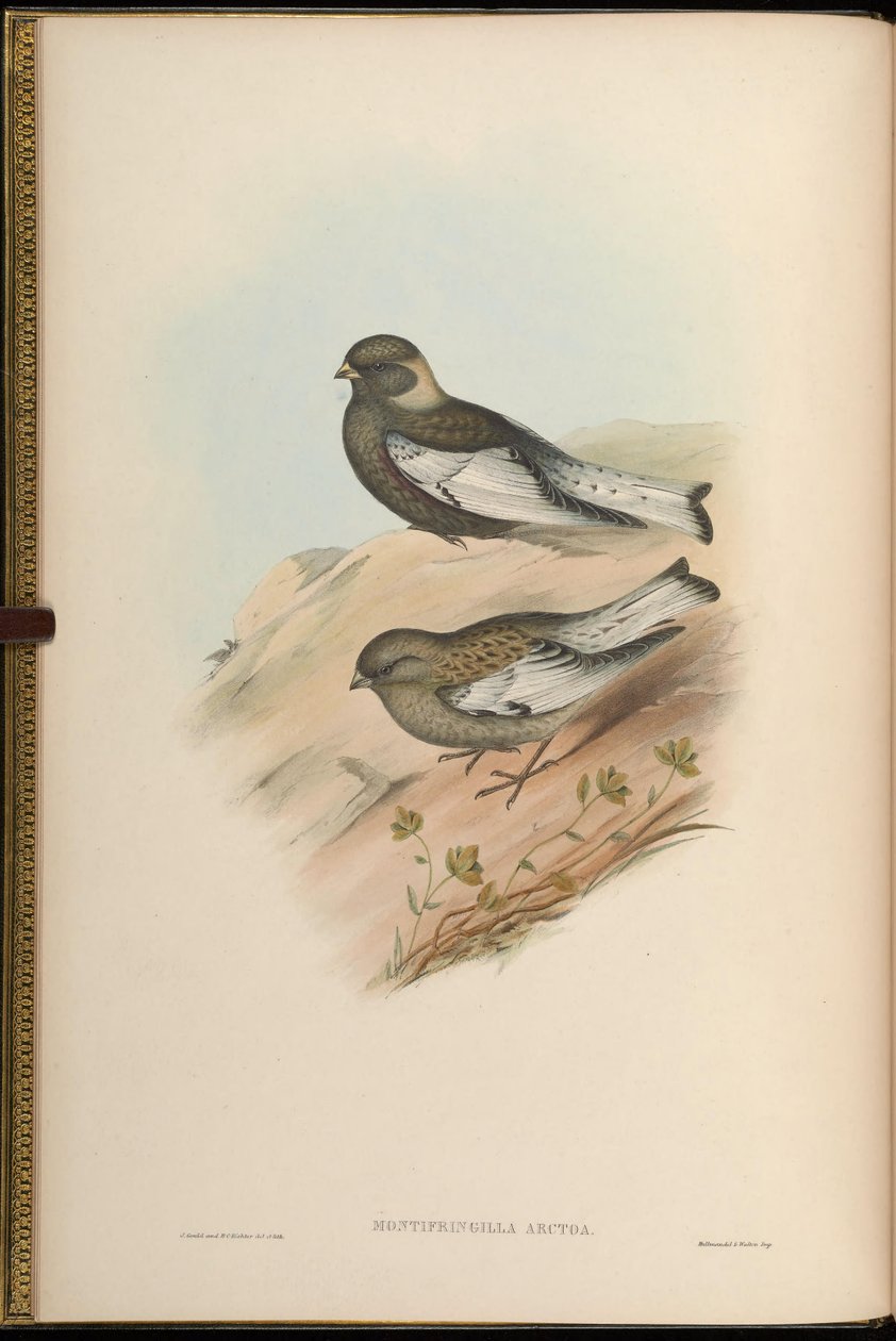 Montifringilla arctoa = Passer arctous = Leucosticte arctoa [2] autorstwa John Gould