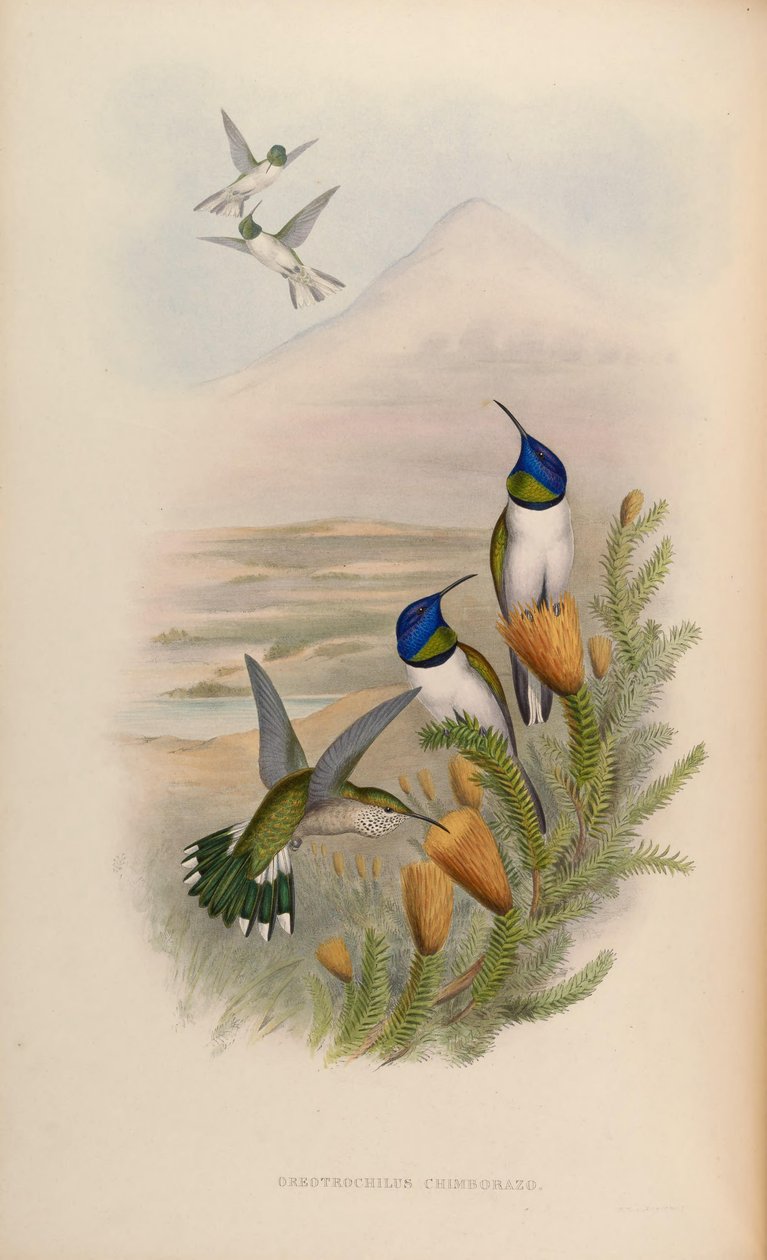Oreotrochilus chimborazo autorstwa John Gould