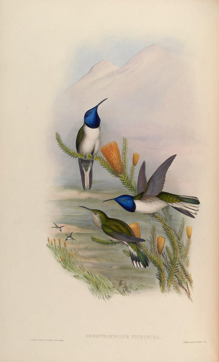 Oreotrochilus pichina = Oreotrochilus chimborazo jamesonii autorstwa John Gould