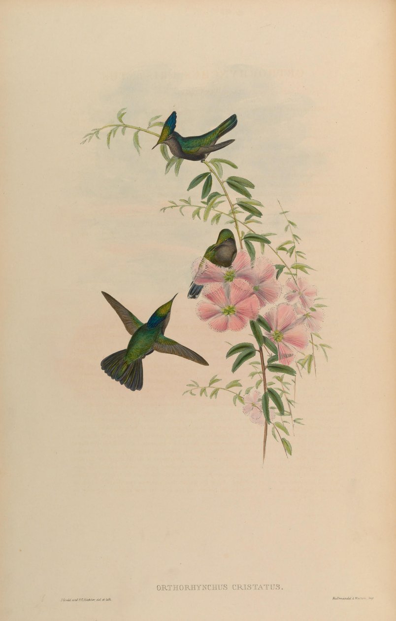 Orthorhynchus cristatus autorstwa John Gould