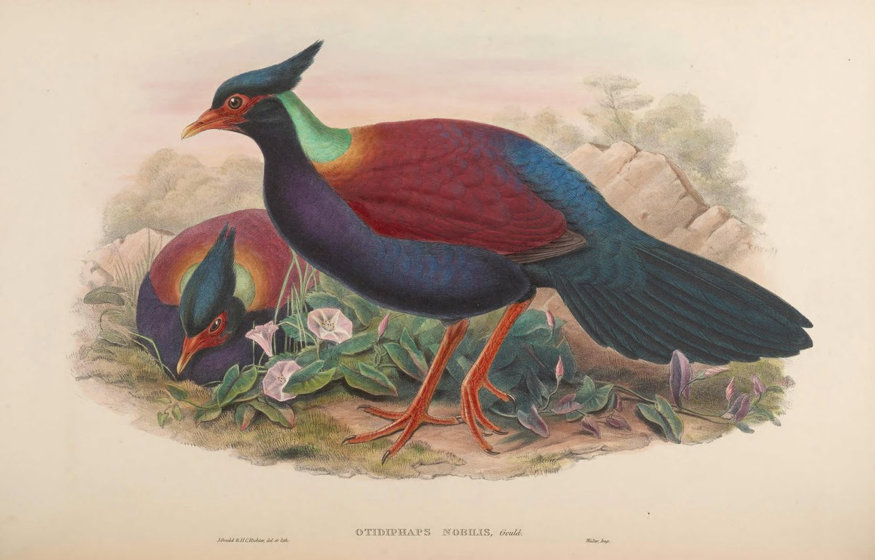 Otydyf autorstwa John Gould