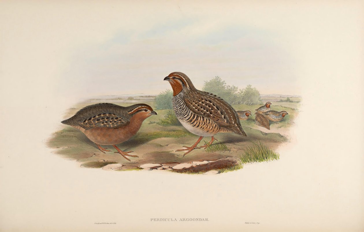 Perdicula argoondah autorstwa John Gould