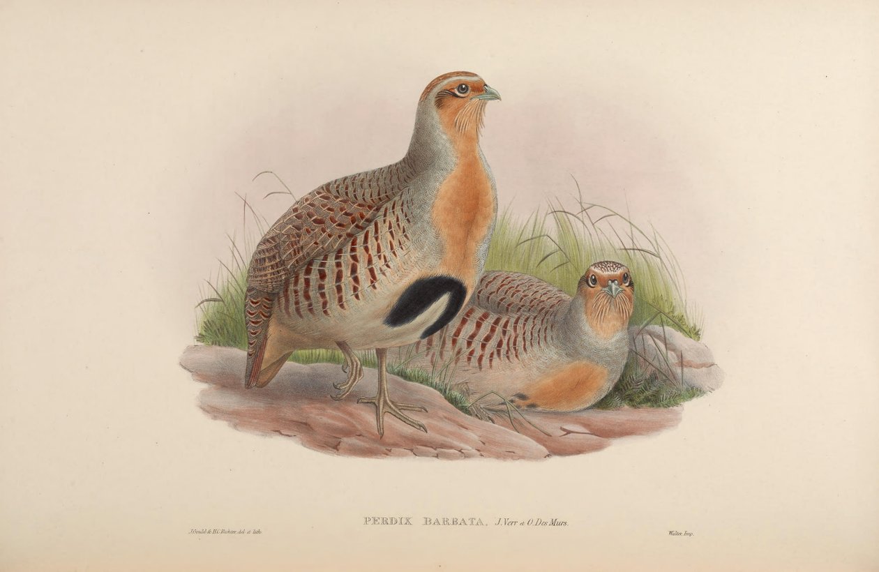 Perdix barbata = Perdix dauurica autorstwa John Gould