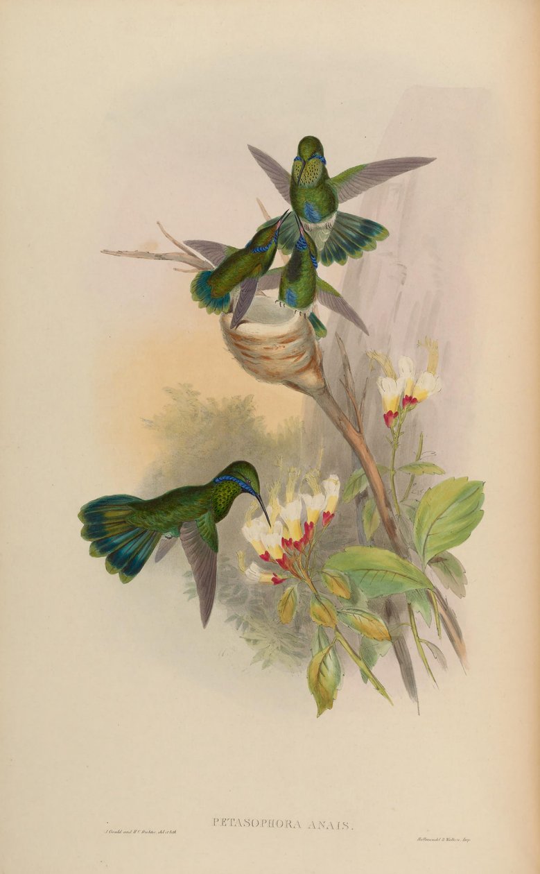 Petasophora anais = miganie Colibri autorstwa John Gould