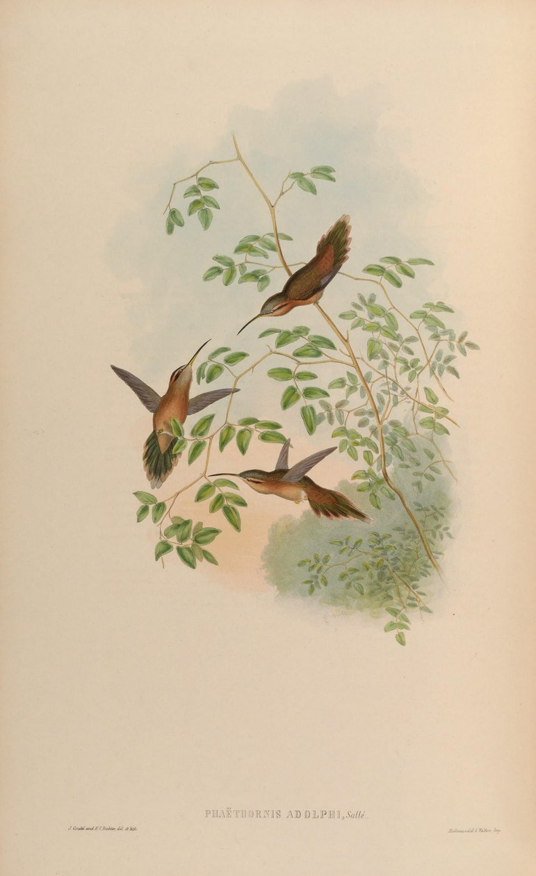 Phaethornis adolphi = Phaethornis strigigularis autorstwa John Gould
