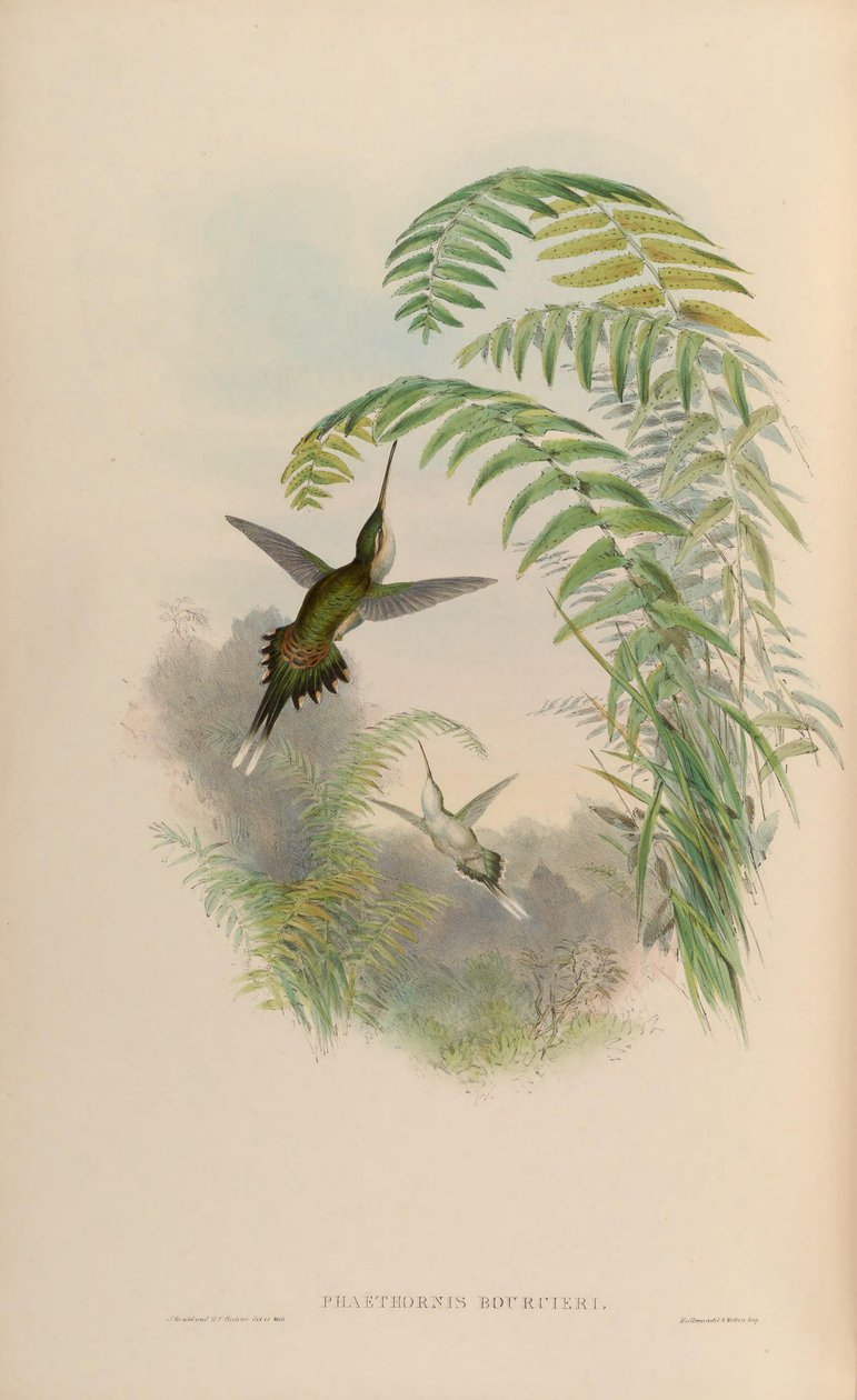 Phaethornis bourcieri autorstwa John Gould