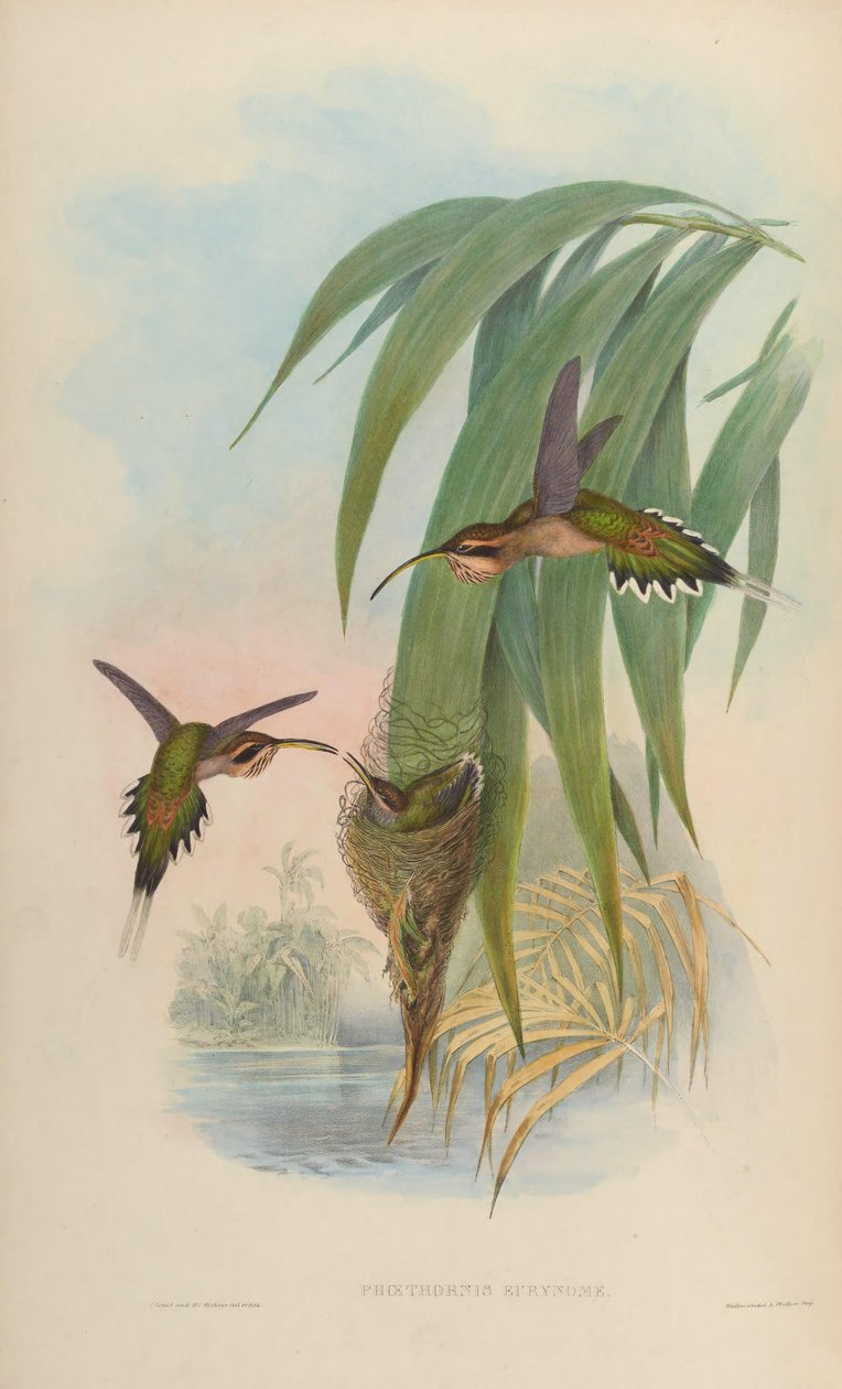 Phaethornis eurynome autorstwa John Gould