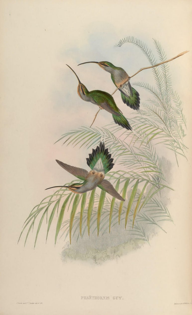 Facet z Phaehornisem autorstwa John Gould