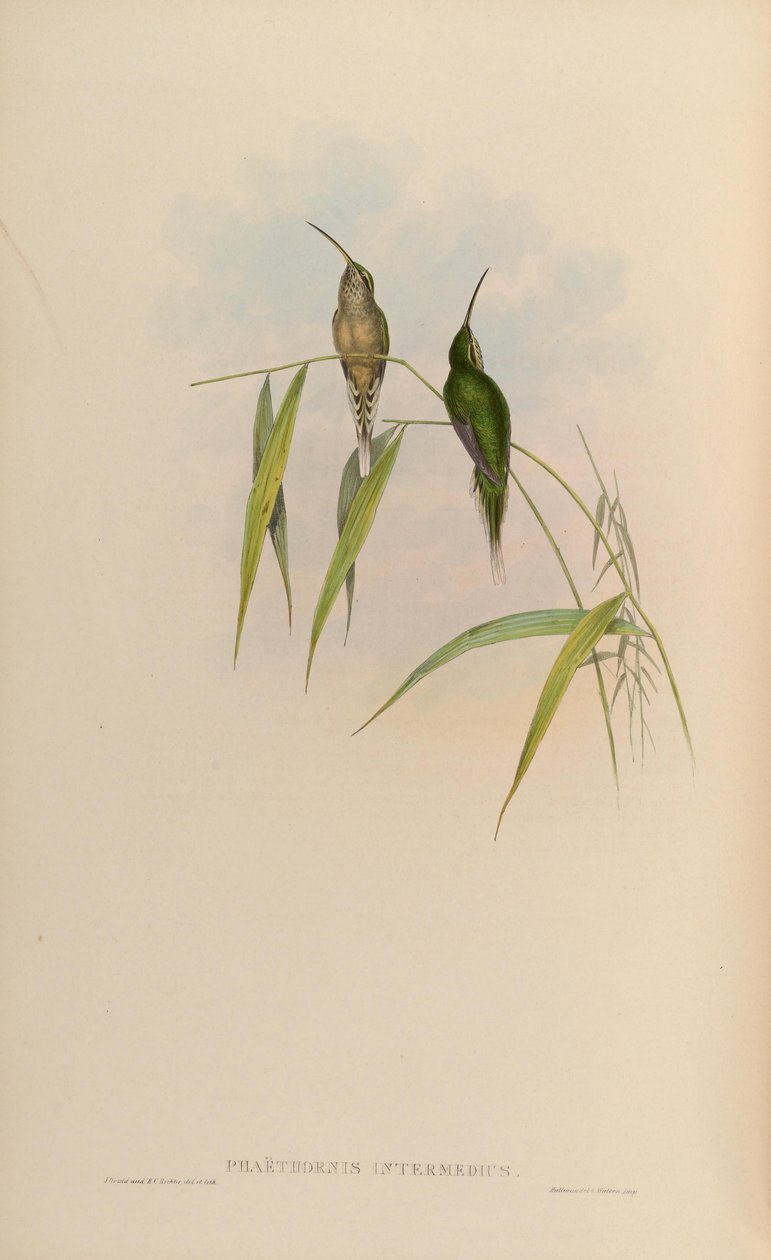 Phaethornis intermedius = Phaethornis squalidus autorstwa John Gould