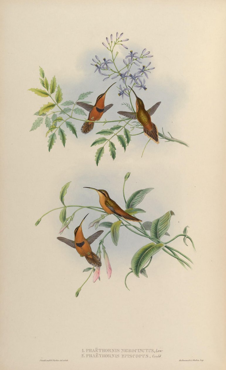 Phaethornis nigricinctus = Phaethornis ruber nigricinctus autorstwa John Gould