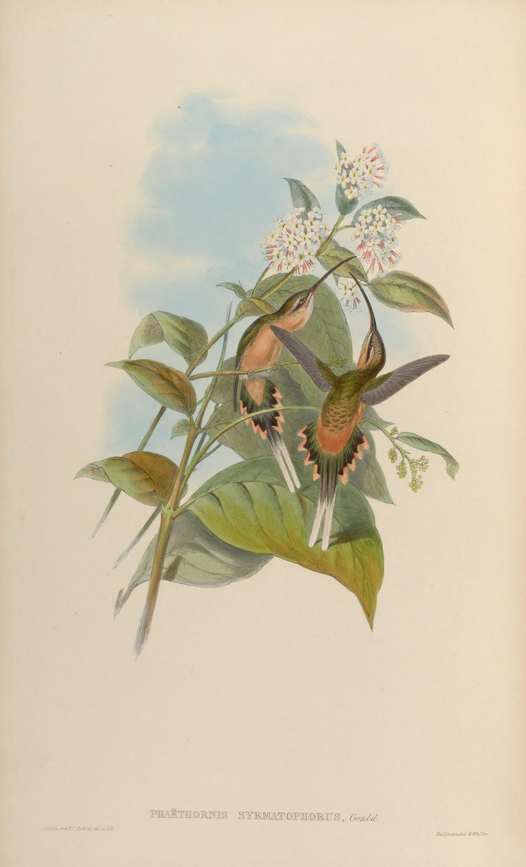 Nośnik drutu Phaehorn autorstwa John Gould