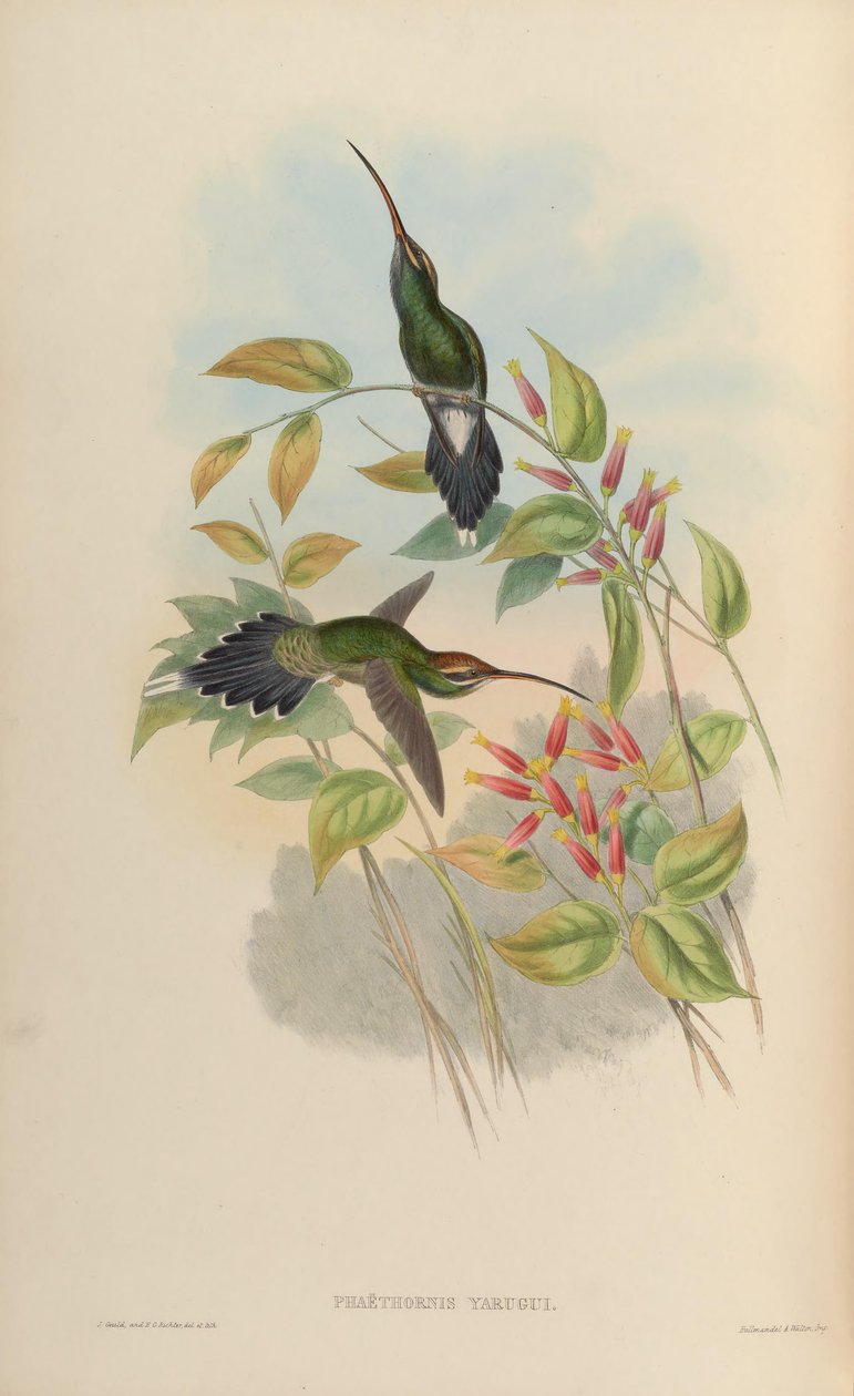 Phaethornis yaruqui autorstwa John Gould