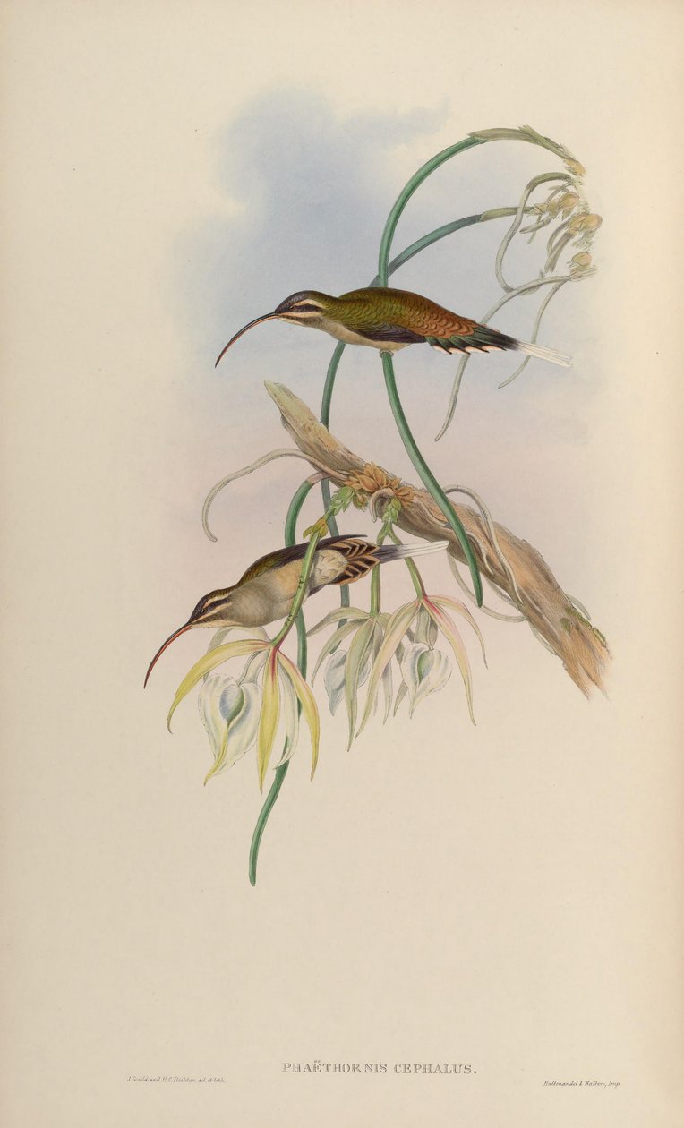 Phaethornis cephalus = Phaethornis longirostris longirostris autorstwa John Gould