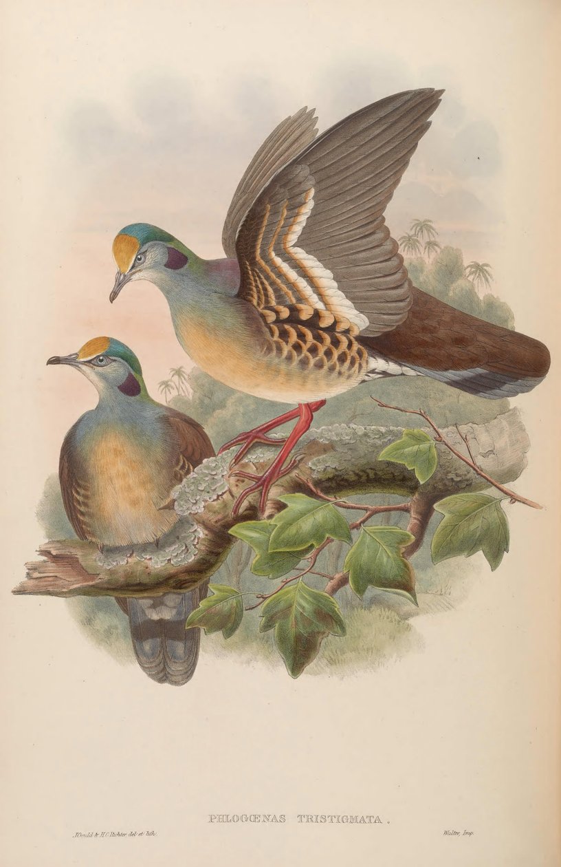 Phlogoenas sadgma = galiumba autorstwa John Gould