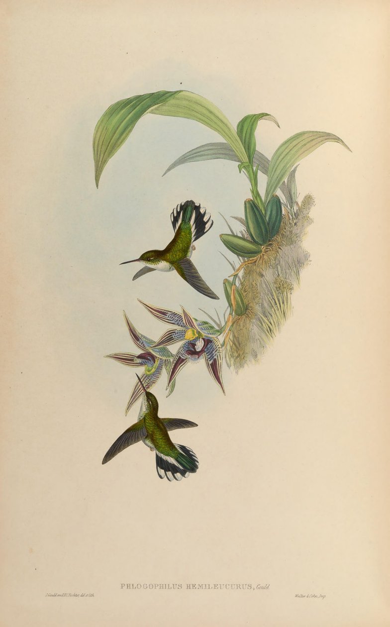 Phlogophilus hemileucurus na Paphinia cristata (storczyk) autorstwa John Gould