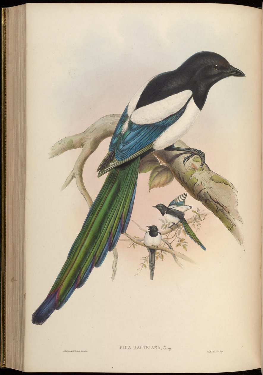 Pica bactriana = Pica pica bactriana autorstwa John Gould