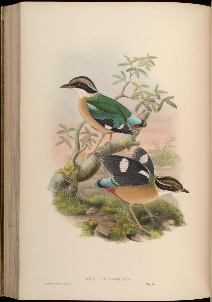 Pitta bengalensis = Pitta brachyura autorstwa John Gould