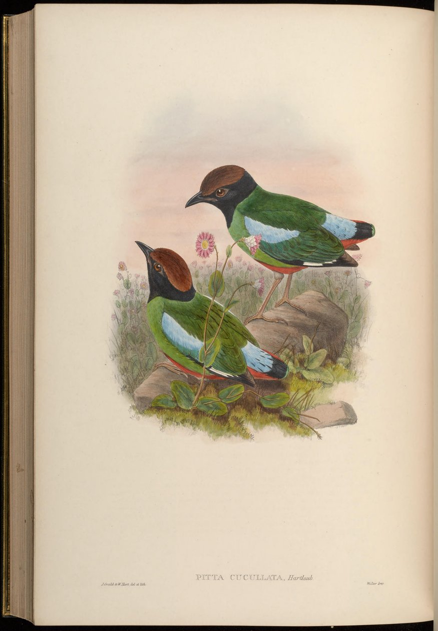 Pitta cucullata = Pitta sordida cucullata autorstwa John Gould