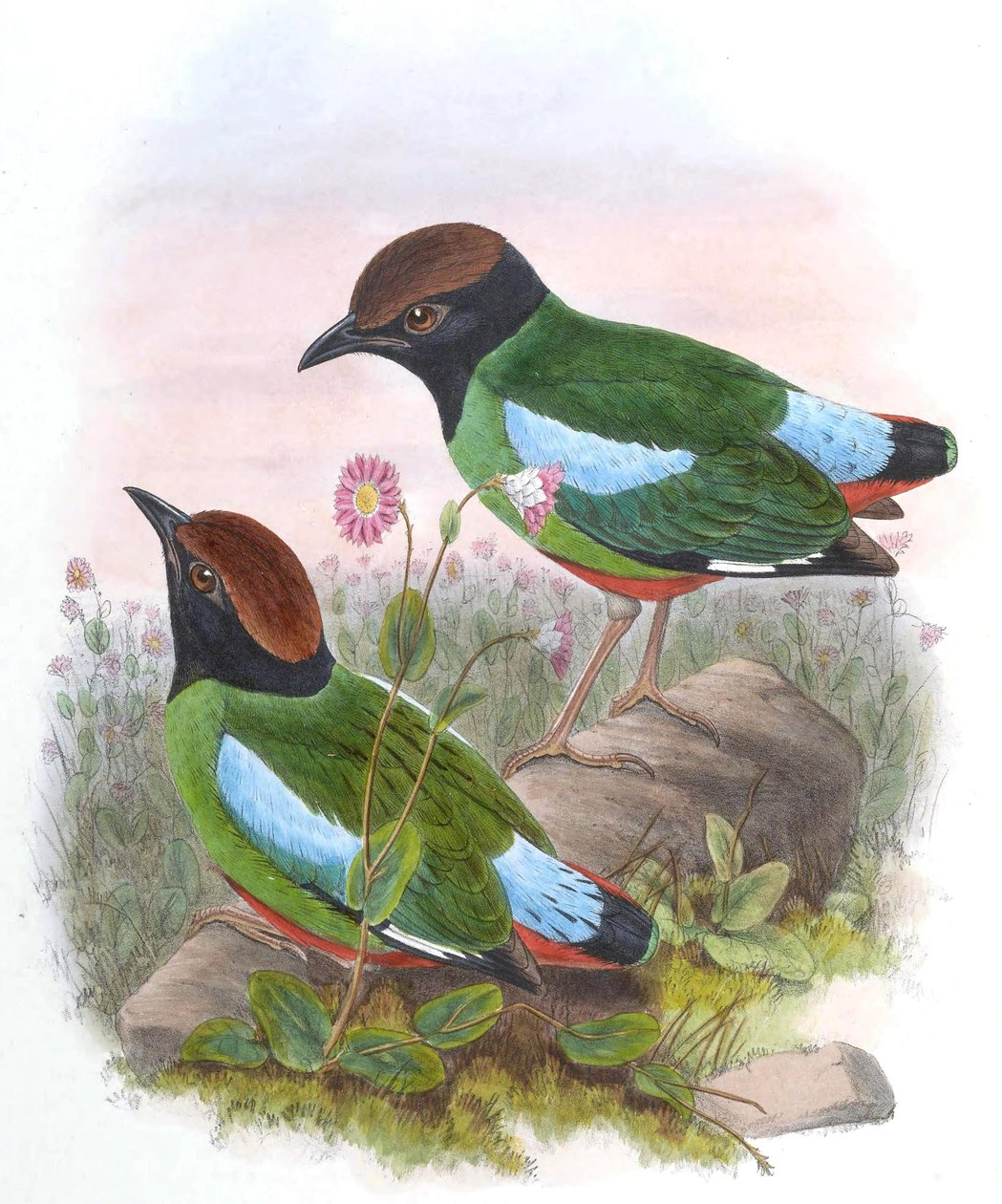 Pitta cucullata = Pitta sordida cucullata autorstwa John Gould