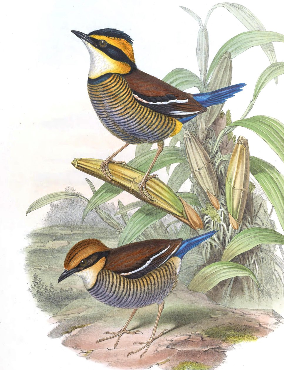Pitta cyanura = Hydrornis (guajana) guajana autorstwa John Gould