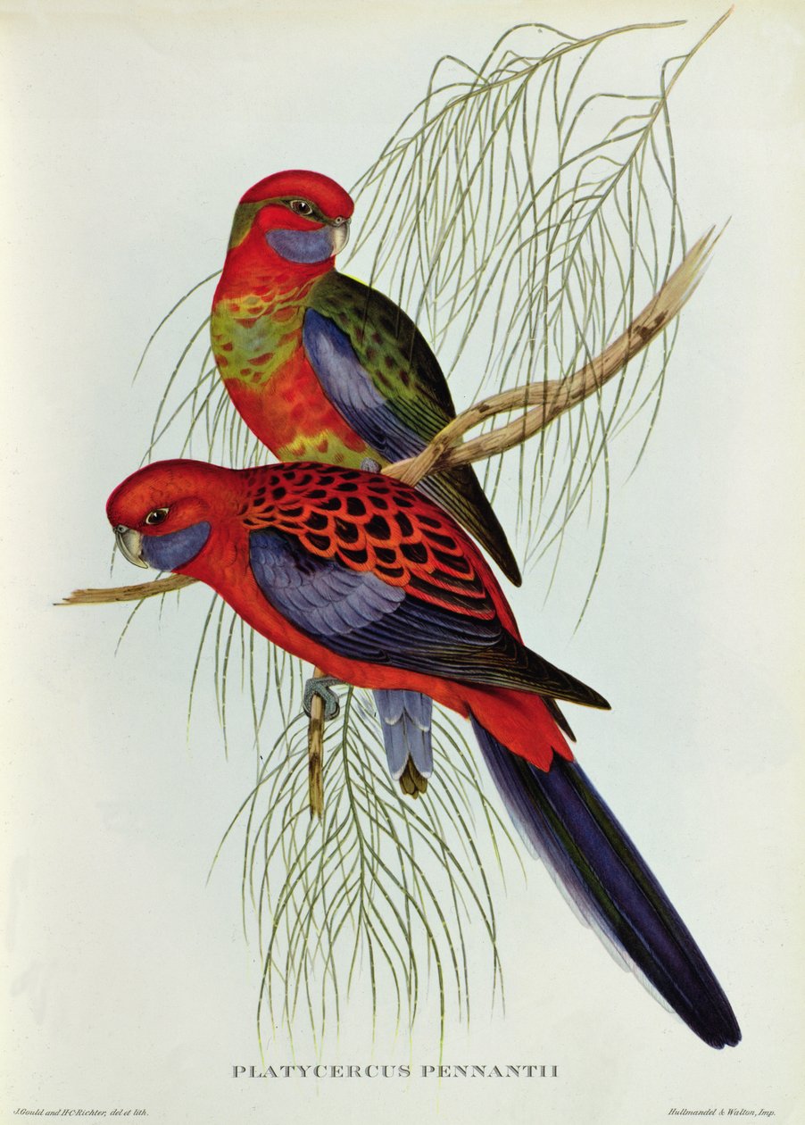 Platycercus Pennantipoli autorstwa John Gould
