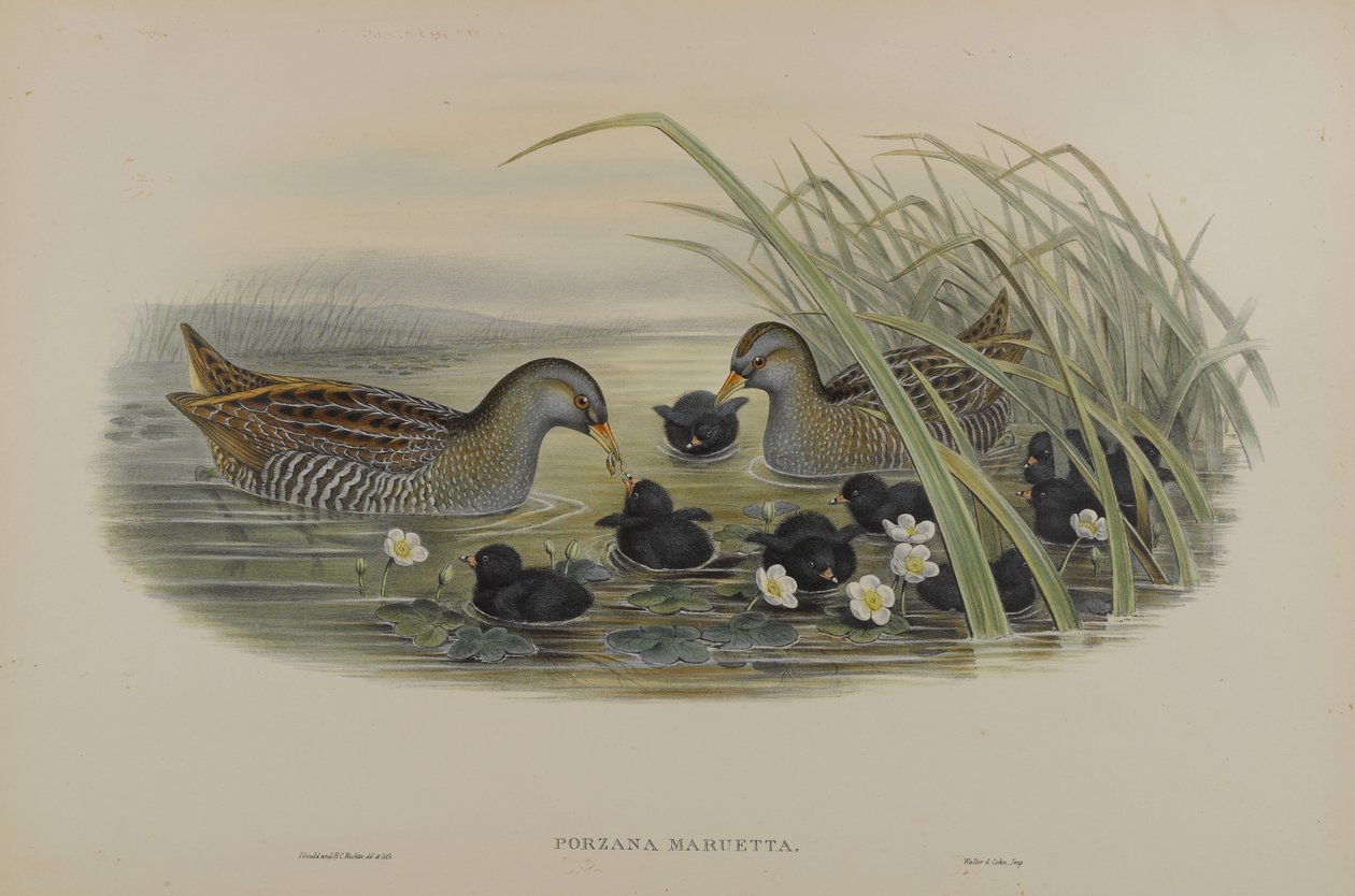 Porzana Maruetta - Żuraw cętkowany autorstwa John Gould