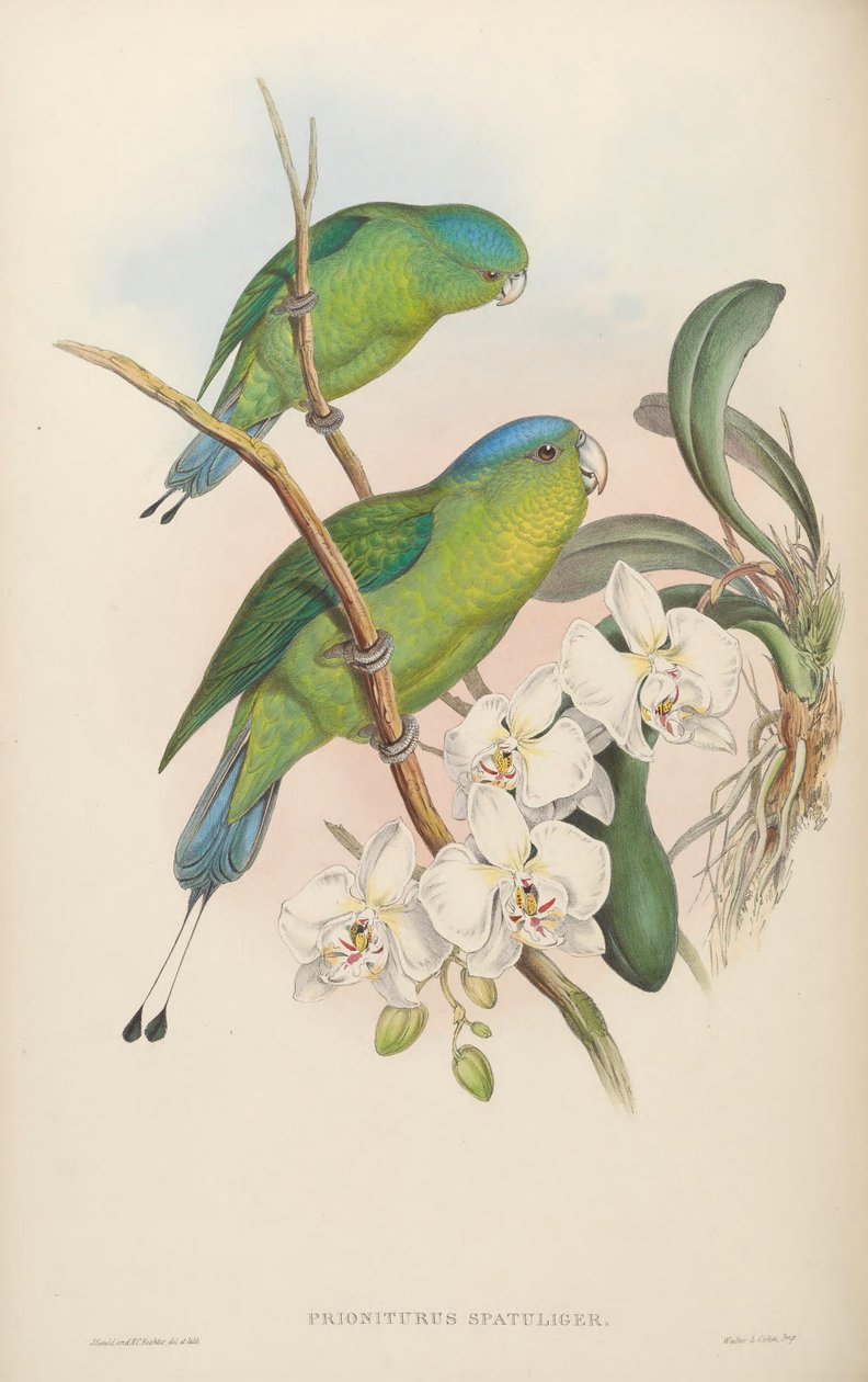 Prioniurus spatuliger = Prioniurus discurus autorstwa John Gould