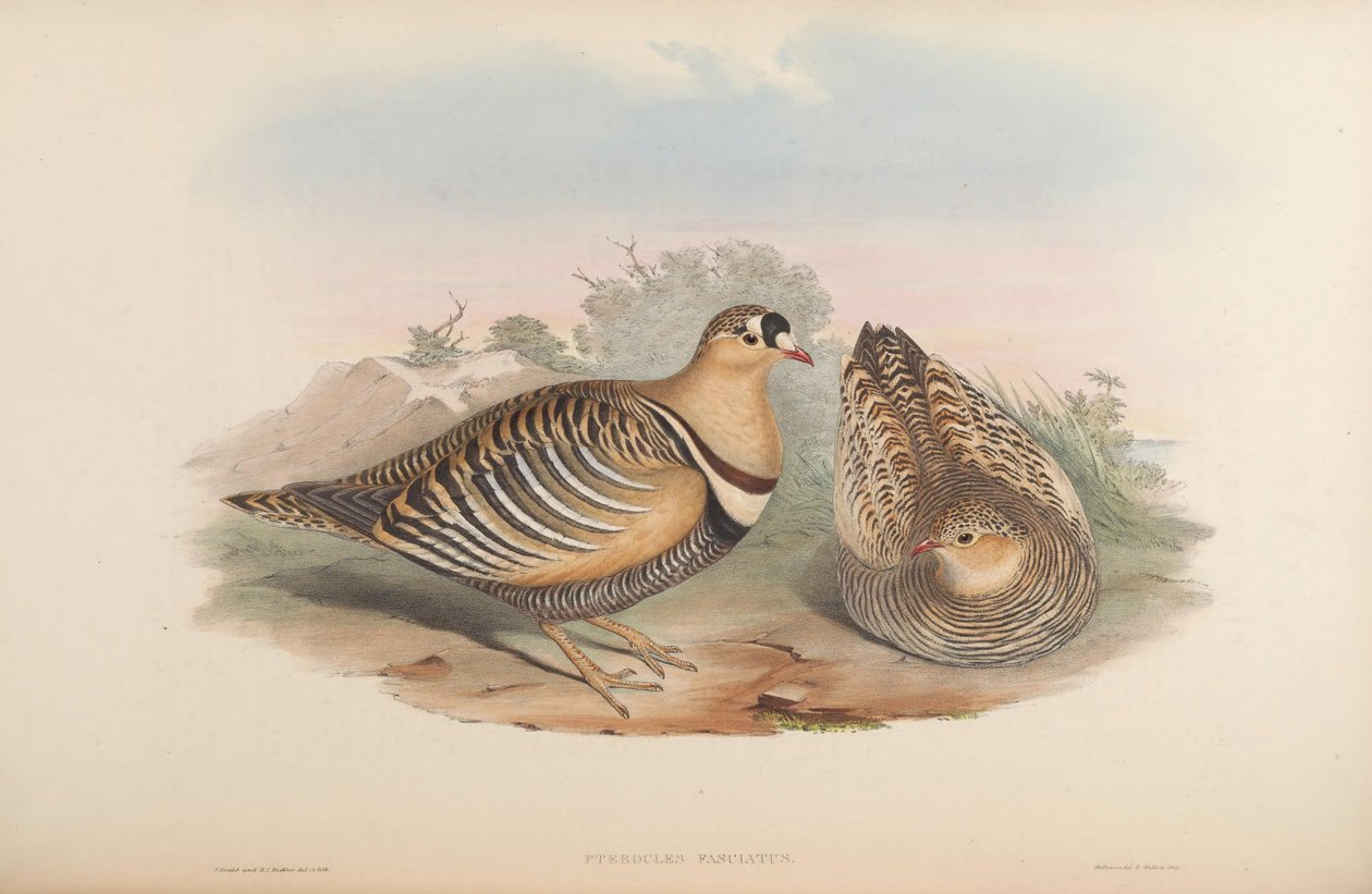 Pterocles fasciatus = Pterocles indicus autorstwa John Gould