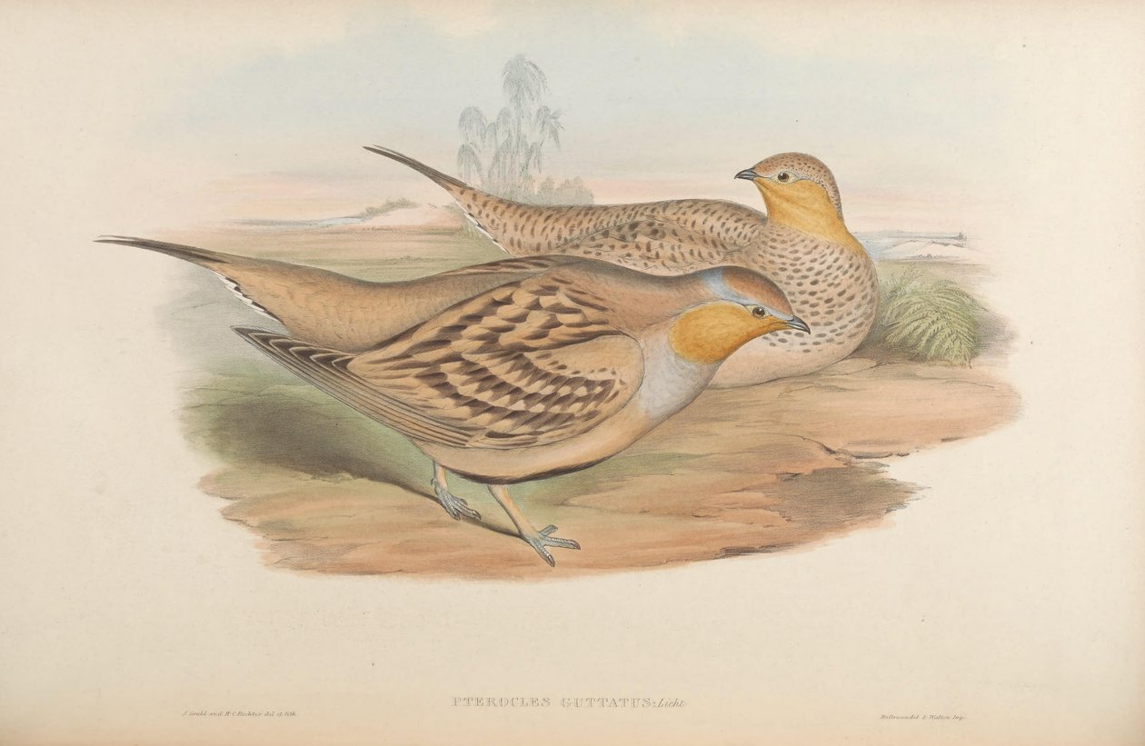 Pterocles guttatus = Pterocles senegallus autorstwa John Gould