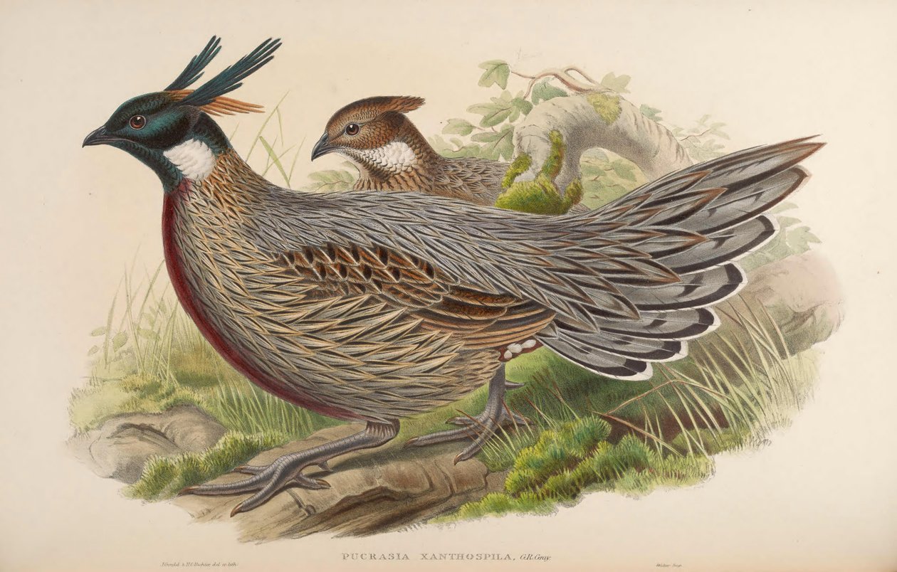 Pucrasia xanthospila = Pucrasia macrolopha xanthospila autorstwa John Gould