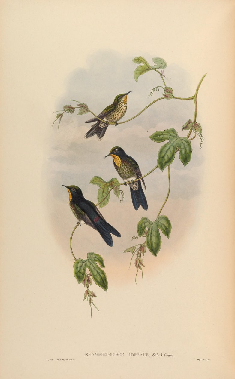 Ramfomikrona grzbietowa autorstwa John Gould