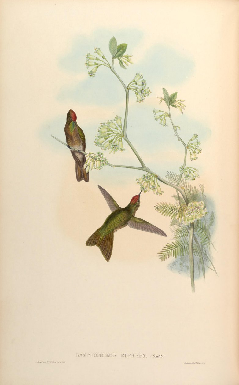 Ramphomicron ruficeps = Chalcostigma ruficeps autorstwa John Gould
